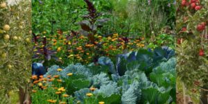 How to Establish a Perfect Garden